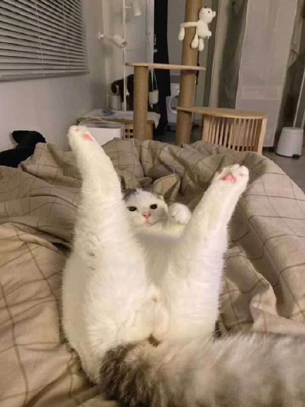 #猫猫#猫猫