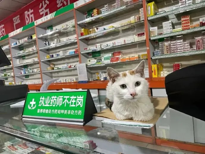 #猫猫