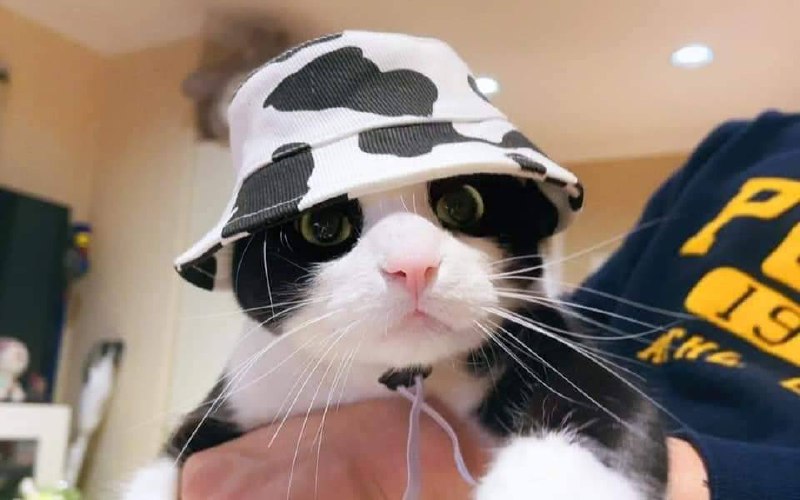 #猫猫
