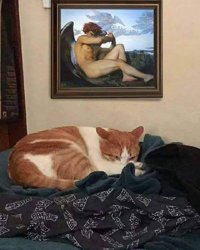 #猫猫