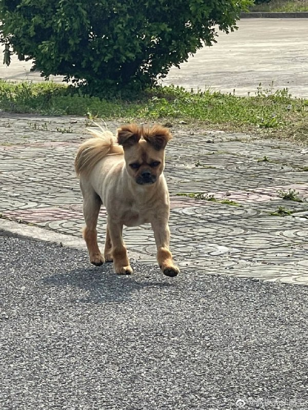 #狗狗#狗狗