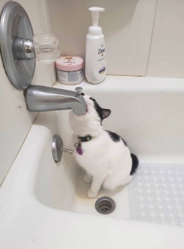 #猫猫