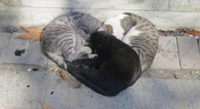 #猫猫