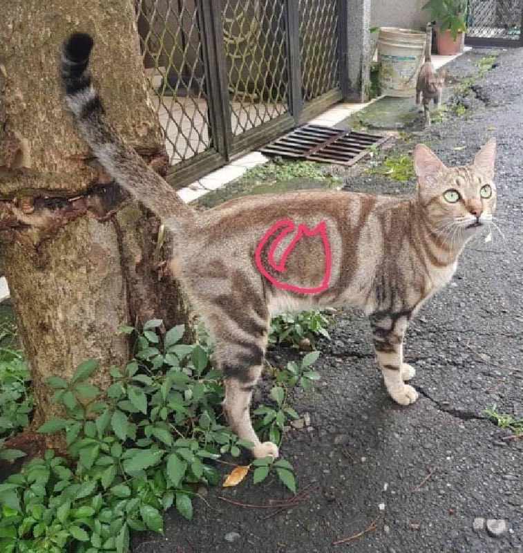 一直挂着Clash的 #猫猫🤔一直挂着Clash的 #猫猫🤔