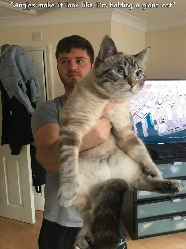 #猫猫