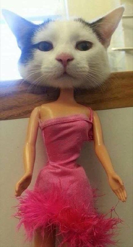 #猫猫