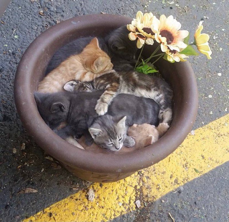 #猫猫