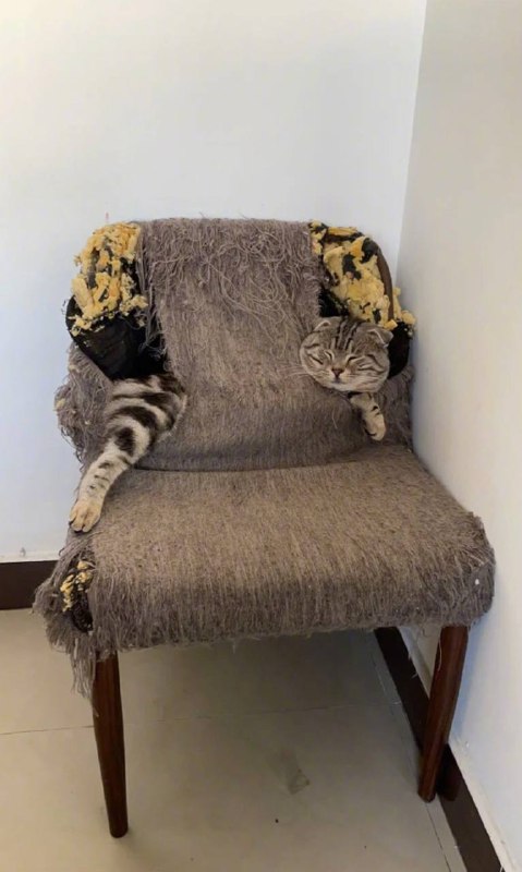 #猫猫#猫猫
