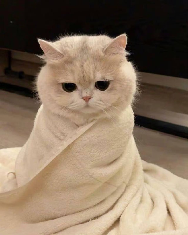 #猫猫