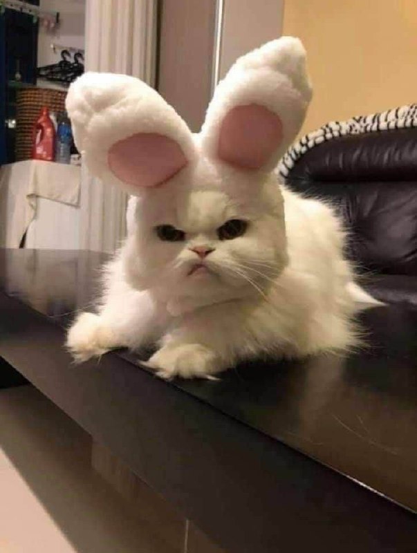 #猫猫