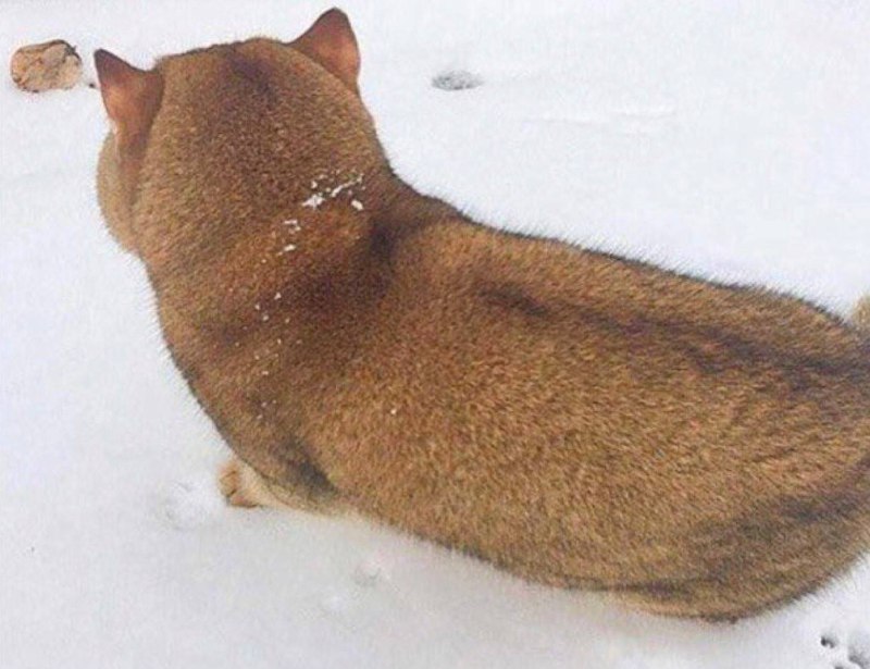 #猫猫#猫猫