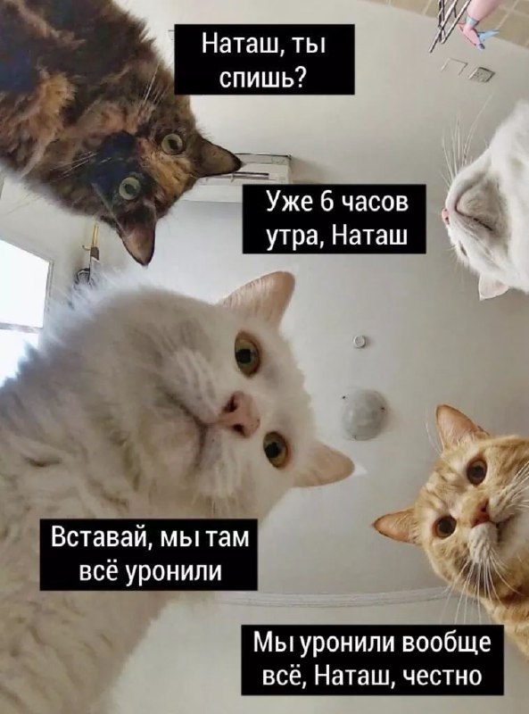 #Russian猫被制裁