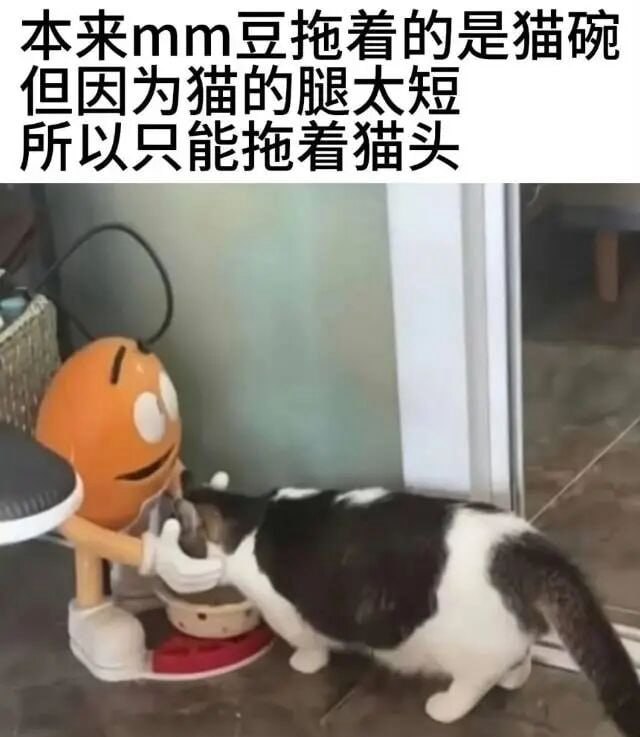 #猫猫