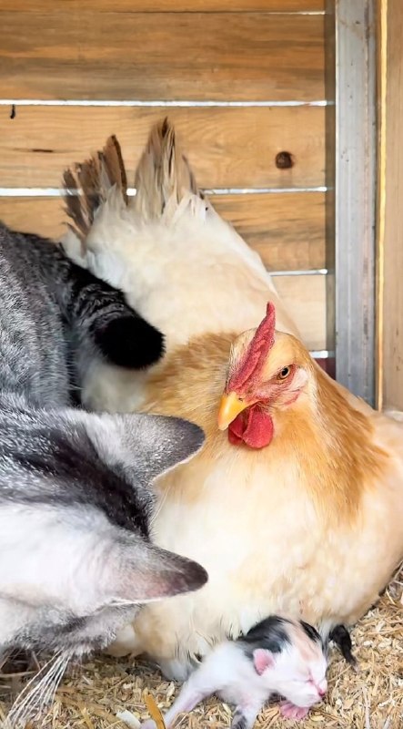 看什么，连你一块孵#猫猫看什么，连你一块孵#猫猫