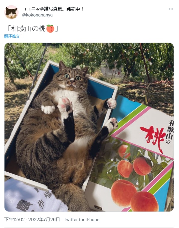 #猫猫（原图见评论区）#猫猫（原图见评论区）