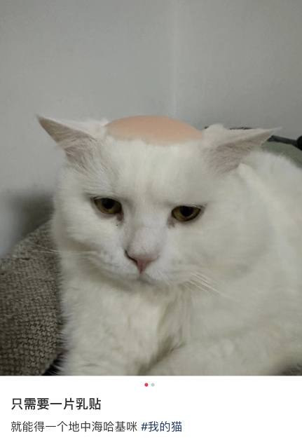 #猫猫