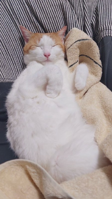 #猫猫