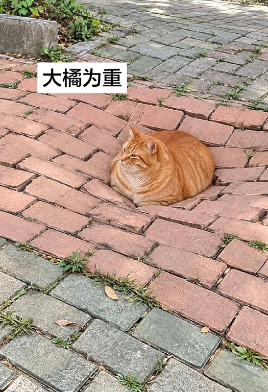 #猫猫