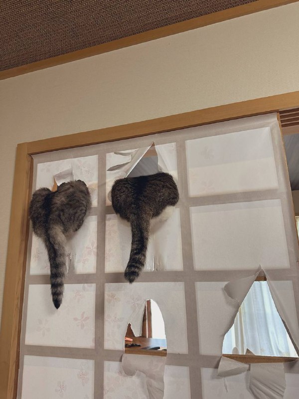 #猫猫