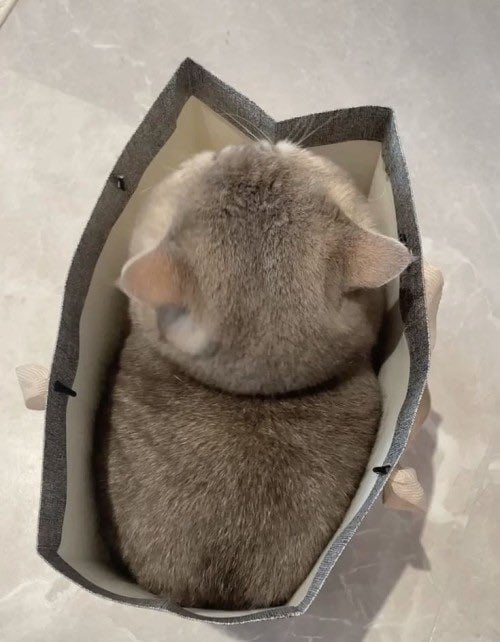 #猫猫