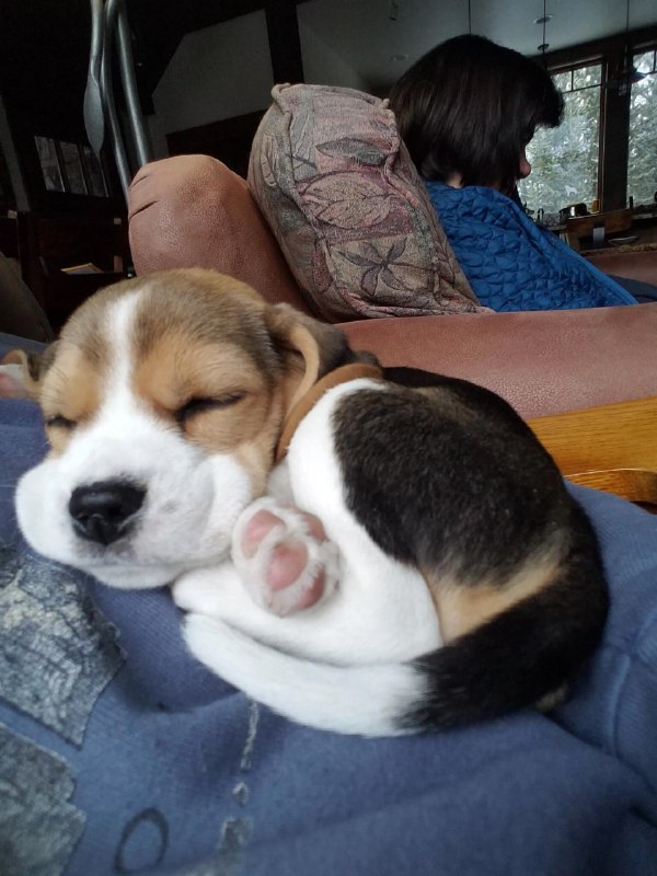 #狗狗#狗狗