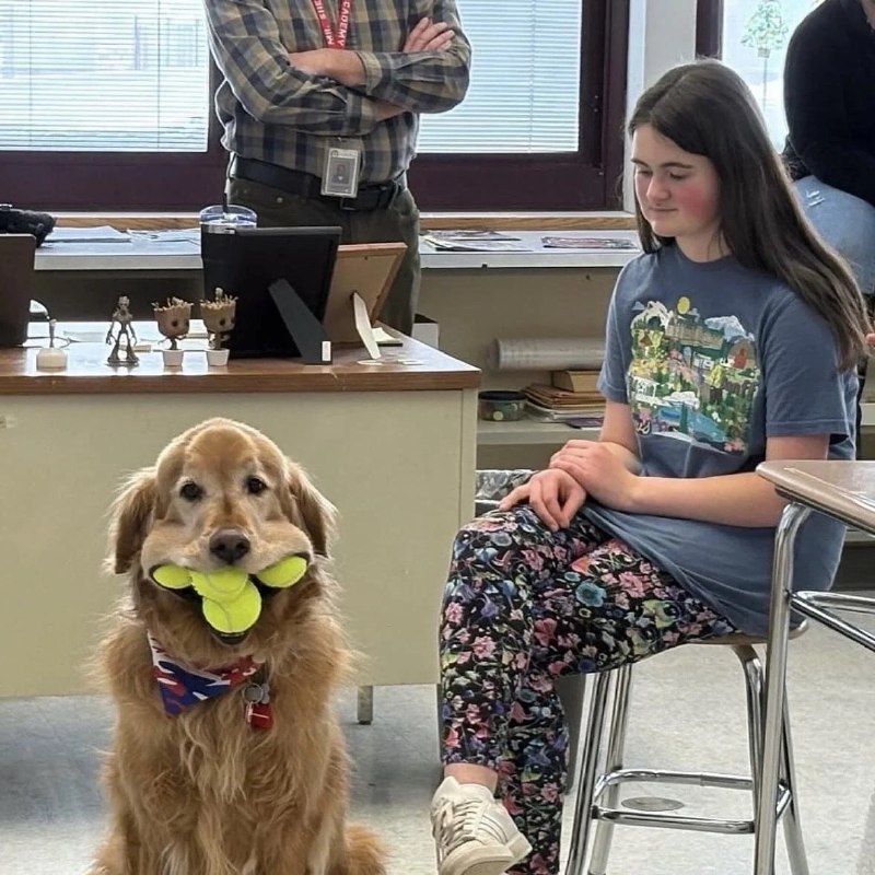 仓鼠狗😅#狗狗