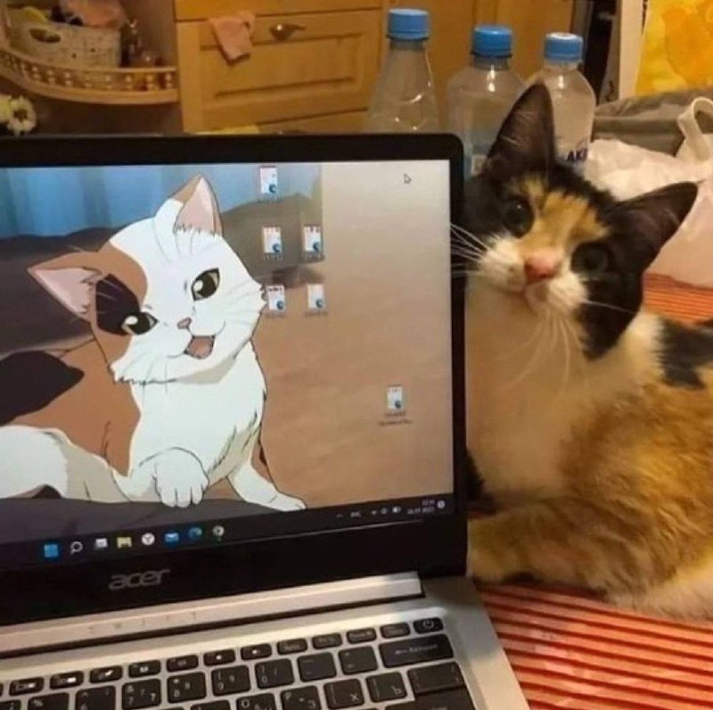 #猫猫