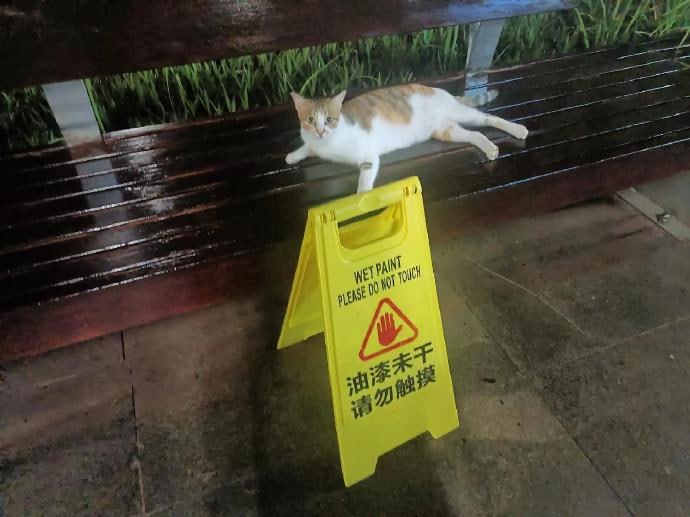 #猫猫