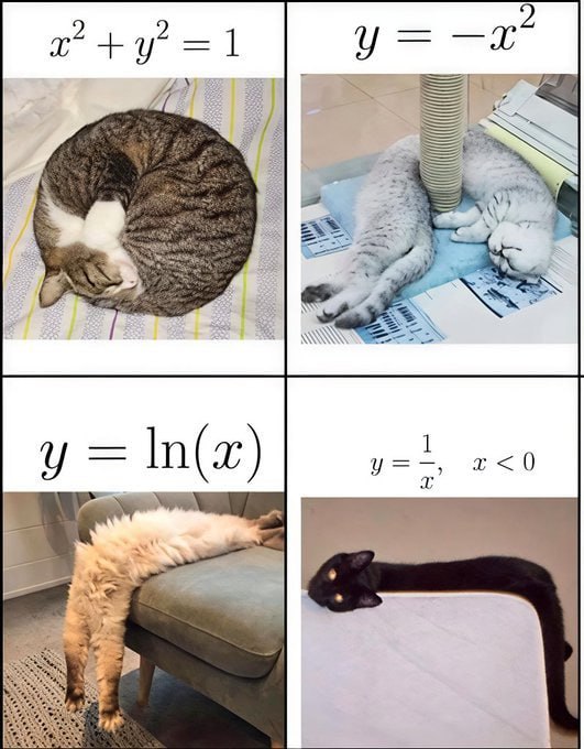 猫系数学方程式🤔#猫猫