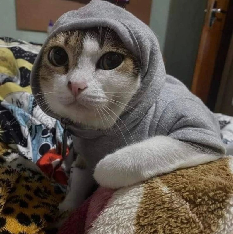 #猫猫