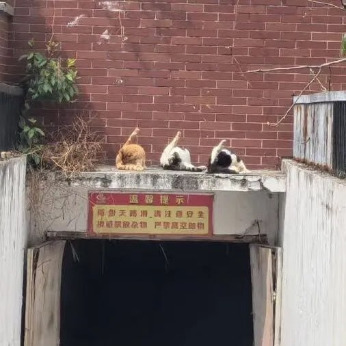 🤙🤙🏻🤙🏿#猫猫