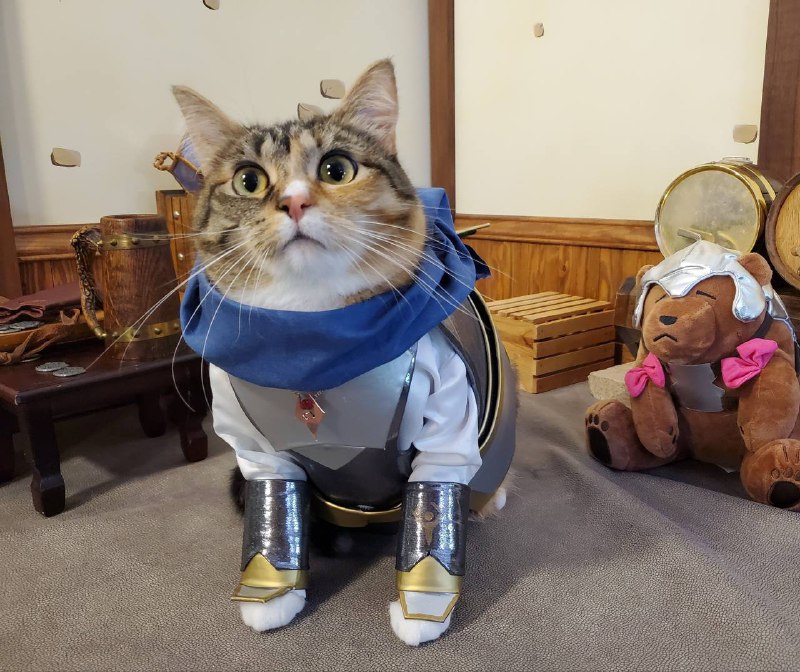 #猫猫