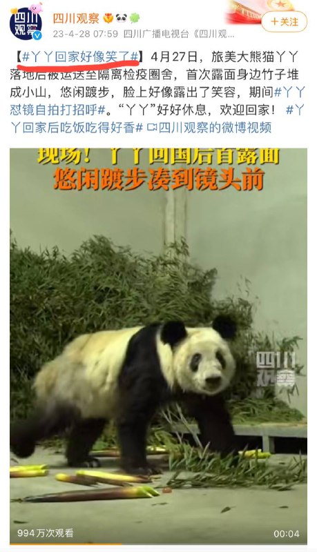 大熊猫笑了