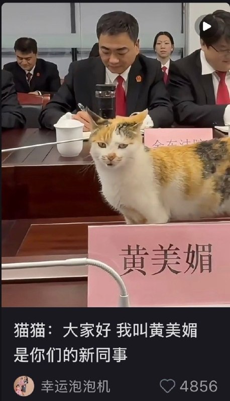 #猫猫