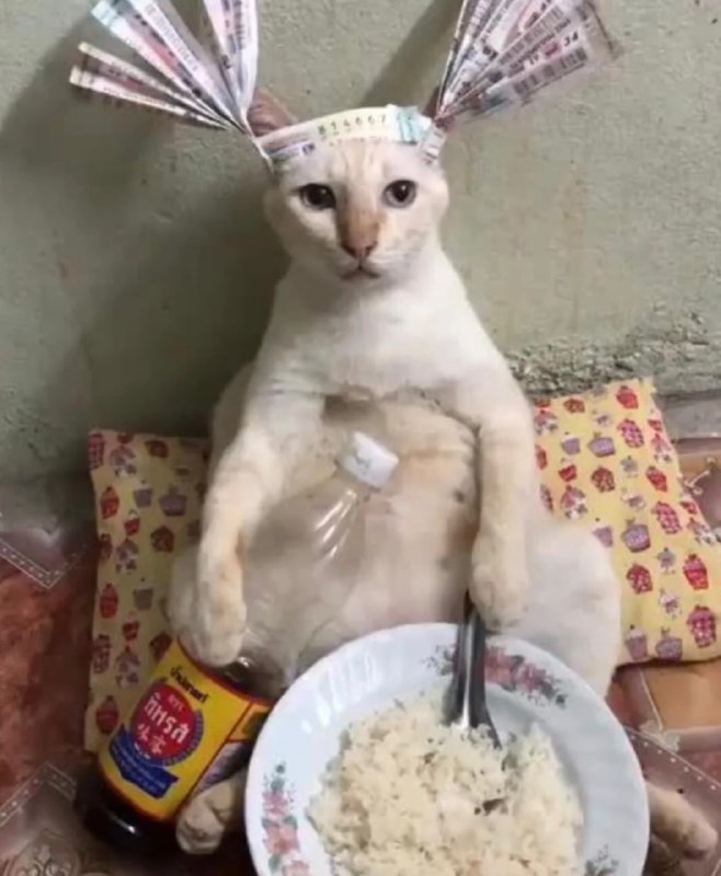 干嘛#猫猫