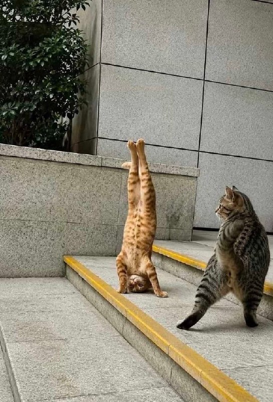 斗舞这一块#猫猫