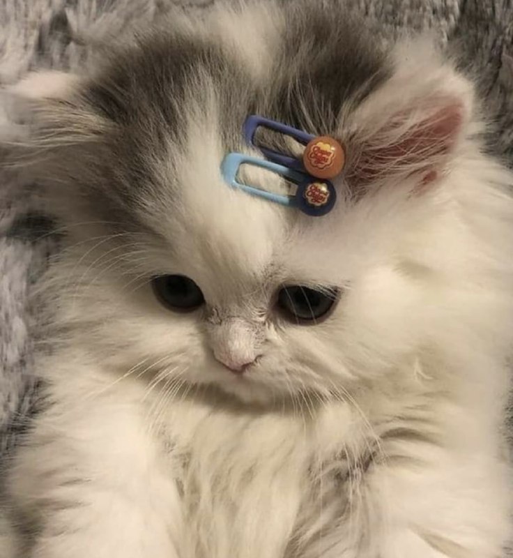 #猫猫#猫猫