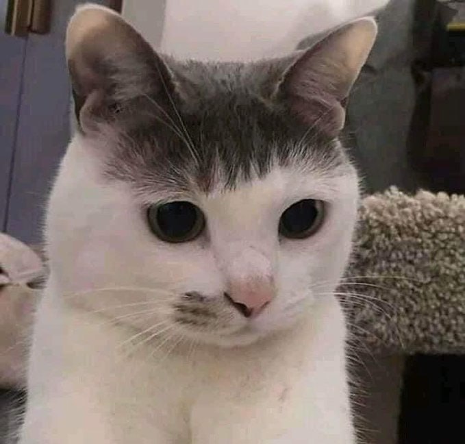 #猫猫#猫猫