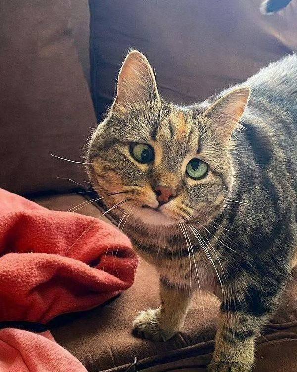 看起来很聪明的样子 #猫猫
