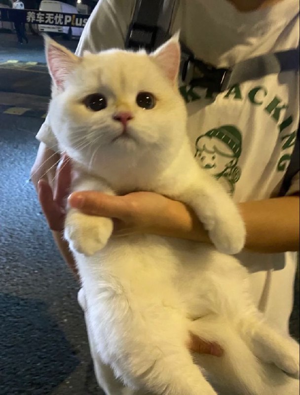 #猫猫