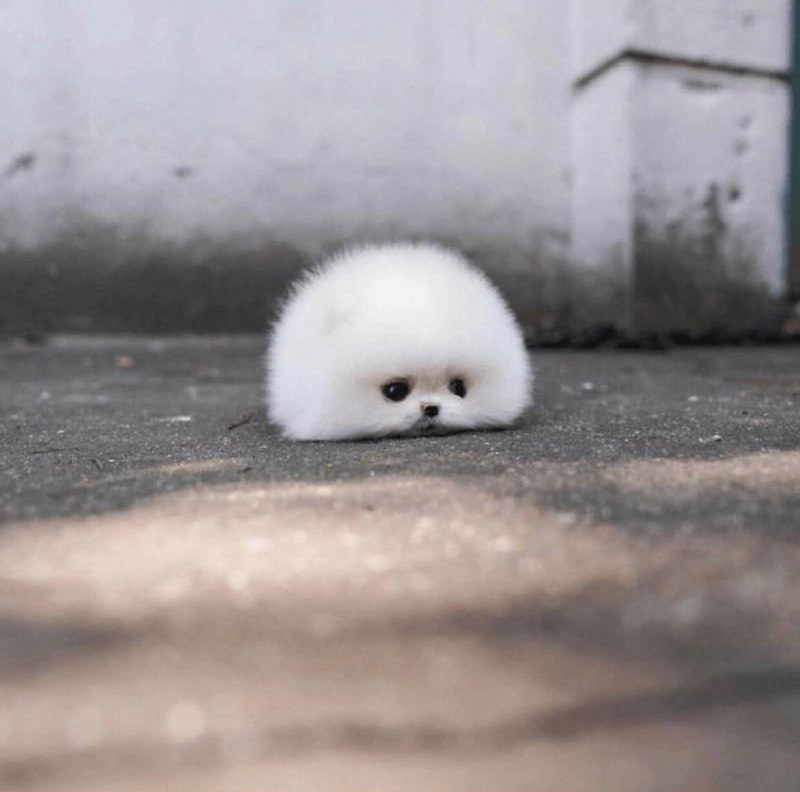 #狗狗#狗狗