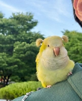 双马尾小鸟😃双马尾小鸟😃