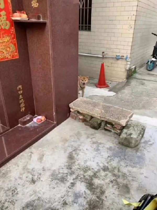 狗子已经迫不及待了狗子已经迫不及待了