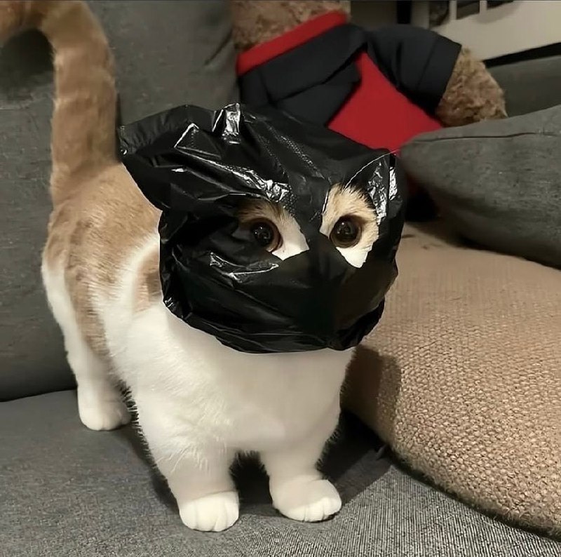 #猫猫