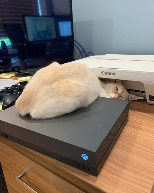 #猫猫