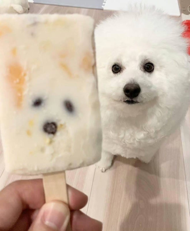 #狗狗