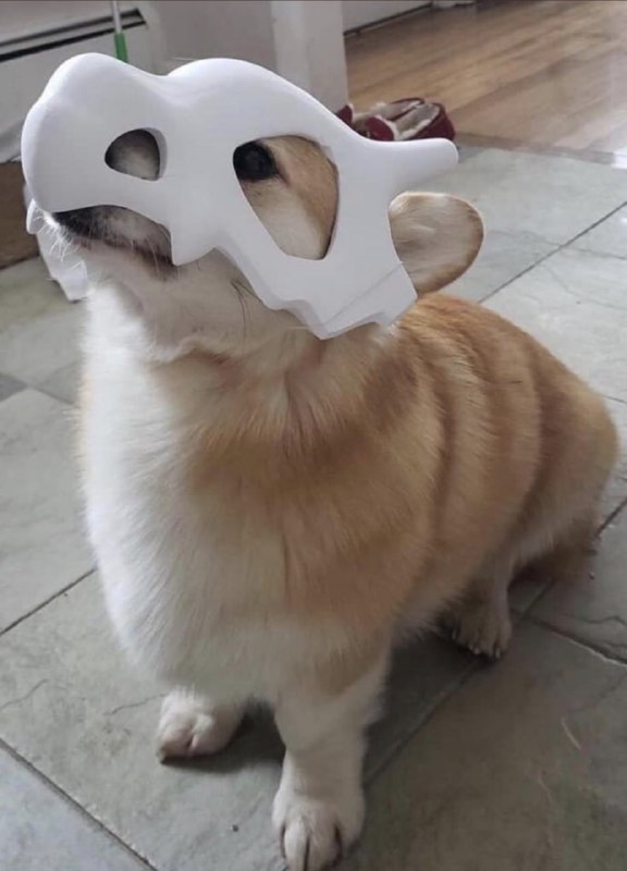 #狗狗