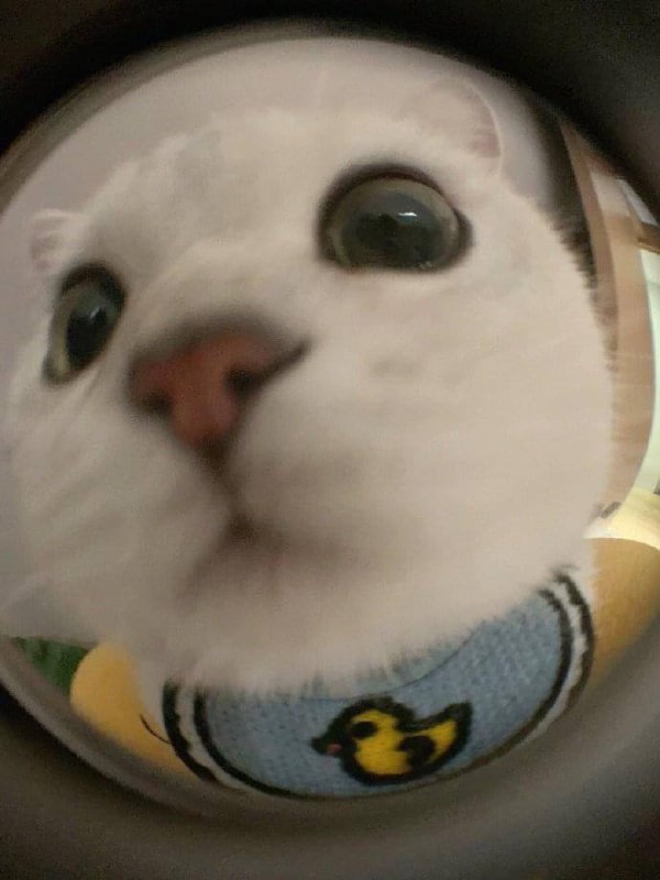 #猫猫 快开门#猫猫 快开门