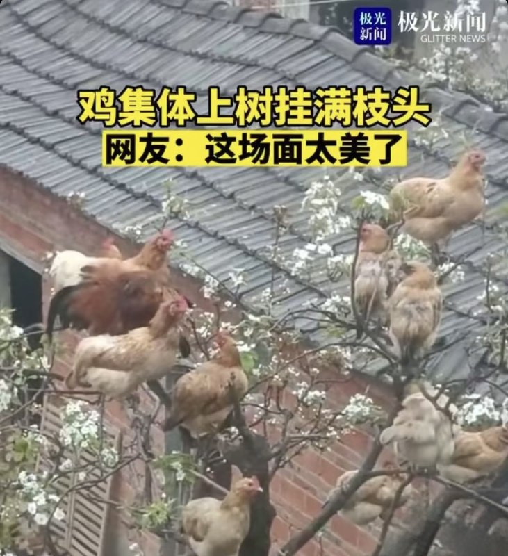 鸡你太美