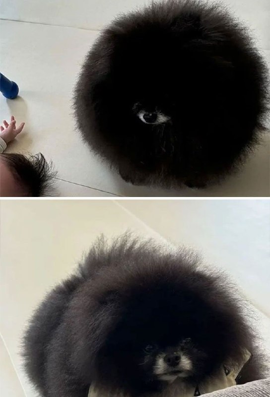#狗狗